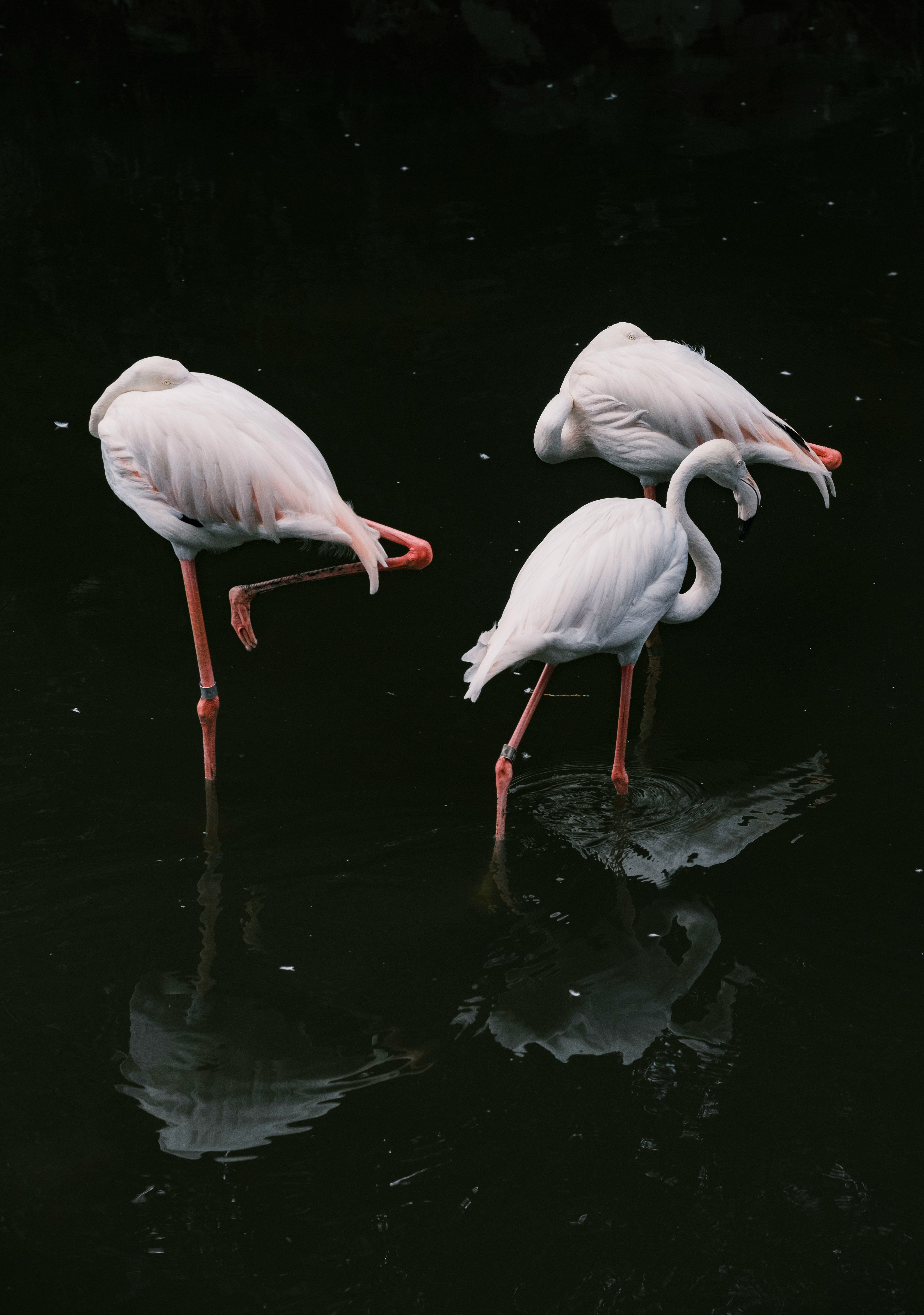 Three flamingos pictured from above against a dark water background.